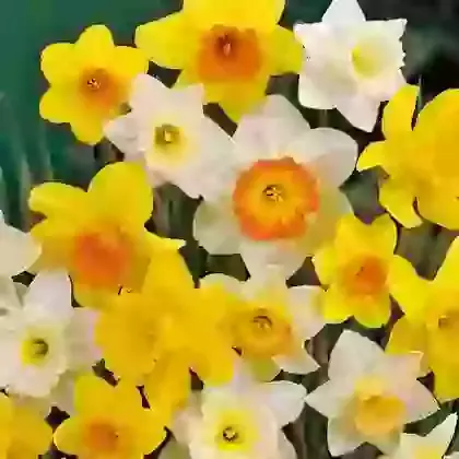 10kg Daffodil & Narcissi Mixture